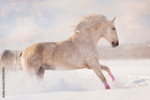 a palomino horse runs free on large snowdrifts at sunset in a winter field