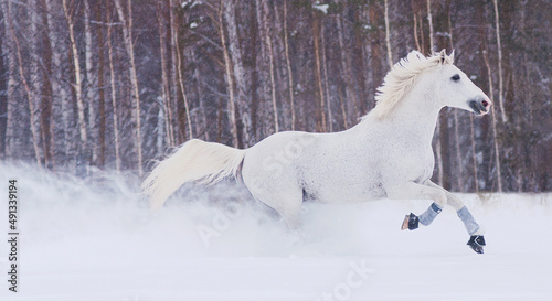a white horse trotter merrily runs free through large snowdrifts in a winter field