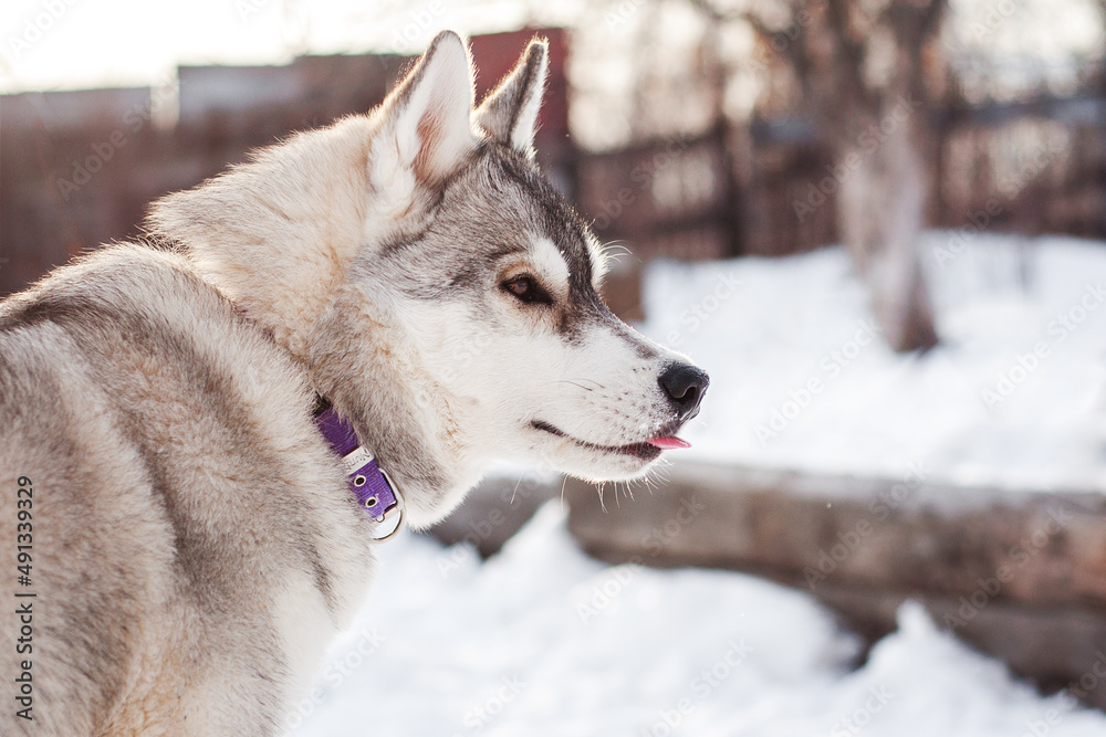 dog siberian husky shows the tip of the pink tongue