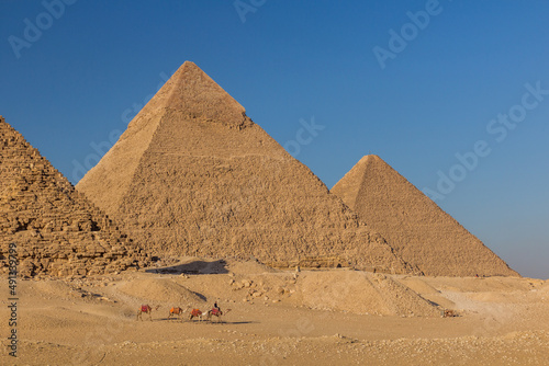 Camels in front of the Great pyramids of Giza  Egypt