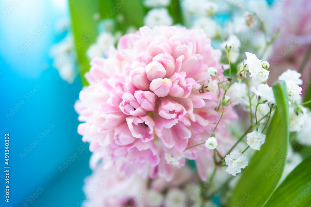 Bouquet of pink Hyacinth, green leaves, little white flowers of Gypsophila