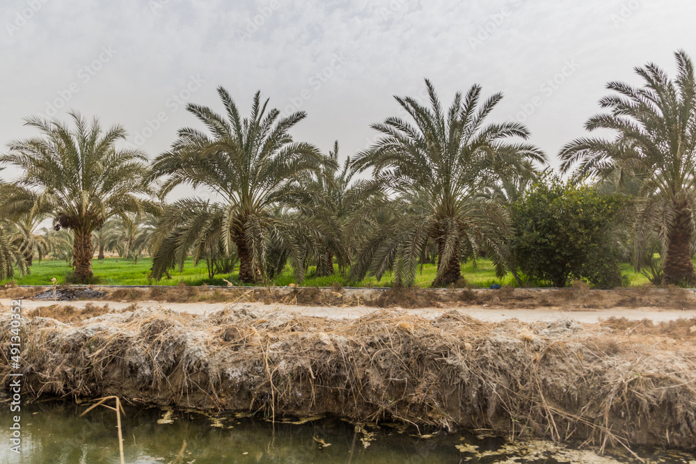 Fields and palm trees in Bahariya oasis, Egypt Fields and palm trees in Bahariya oasis, Egypt