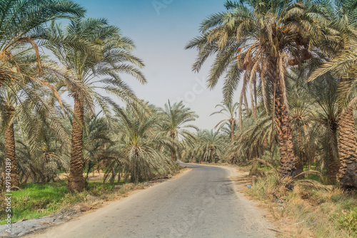 Road through a palm grove in Bahariya oasis, Egypt