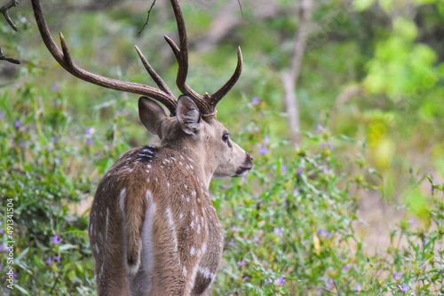 deer in the woods