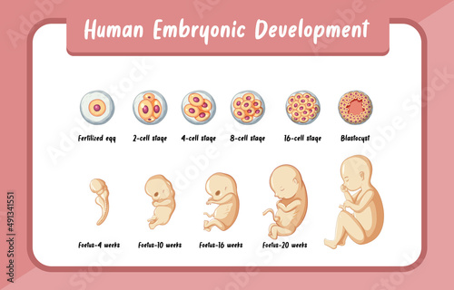 Human embryonic development infographic