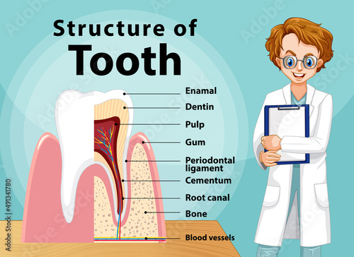 Infographic of human in structure of tooth