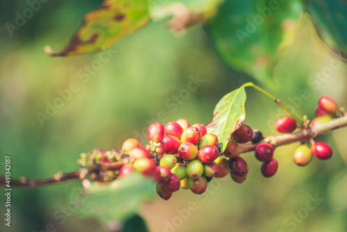 Ripe Red coffee bean berry plant fresh seed coffee tree growth in green eco organic farm. Close up red ripe seed robusta arabica berries harvest for coffee garden. Fresh coffee bean green leaf bush