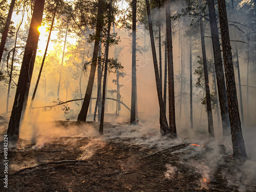 sunset in a smoldering forest