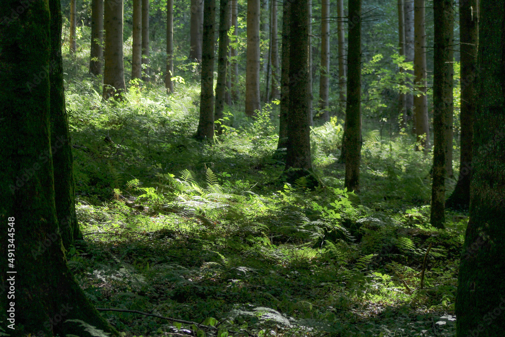 Obraz premium Forest Light