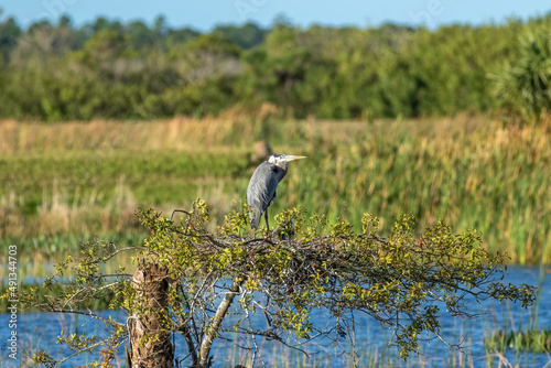 A great blue heron tends to its nest with a fledgling. 
