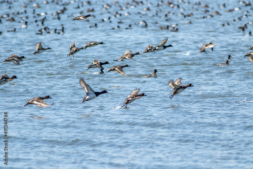 A flock of Lesser Scaup ducks take off in flight from the bay  © Matthew Jolley 