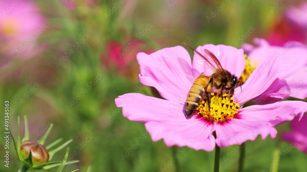 Bumblebee and pink flowers. A bee sucks the nectar from a beautiful fuchsia cosmos flower on a blurred green outdoor nature background with copy space. spot focus Bumblebee and pink flowers. A bee sucks the nectar from a beautiful fuchsia cosmos flower on a blurred green outdoor nature background with copy space. spot focus