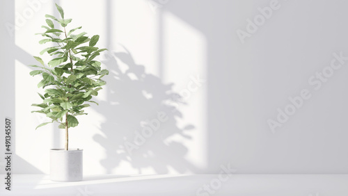 Tropical green fiddle leaf fig house plants cast shadow on clean outdoor white wall. 3D render for nature backdrop, blank wall background banner, sun and shadow, interior and garden design decoration.