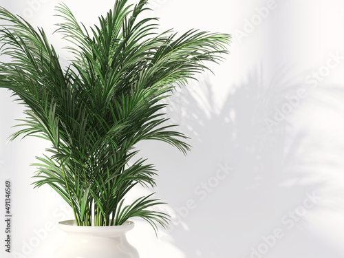 Tropical green house plants casting shadow on clean outdoor white wall. 3D render for nature backdrop, blank wall background banner, sun and shadow, interior and garden design decoration. © myboys.me