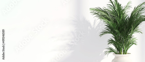 Tropical green house plants casting shadow on clean outdoor white wall. 3D render for nature backdrop, blank wall background banner, sun and shadow, interior and garden design decoration.