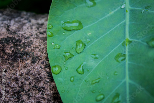 Gotas de agua sobre hoja verde