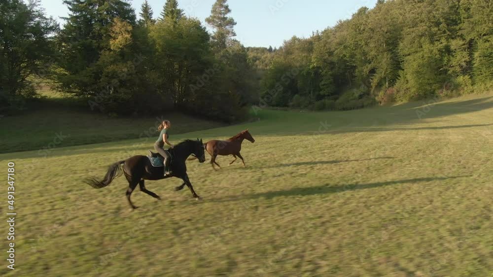 AERIAL: Cinematic drone point of view of a Caucasian woman leading her energetic horses out into the open on a sunny evening. Young female horseback rider gallops down a glade at golden summer sunset. AERIAL: Cinematic drone point of view of a Caucasian woman leading her energetic horses out into the open on a sunny evening. Young female horseback rider gallops down a glade at golden summer sunset.