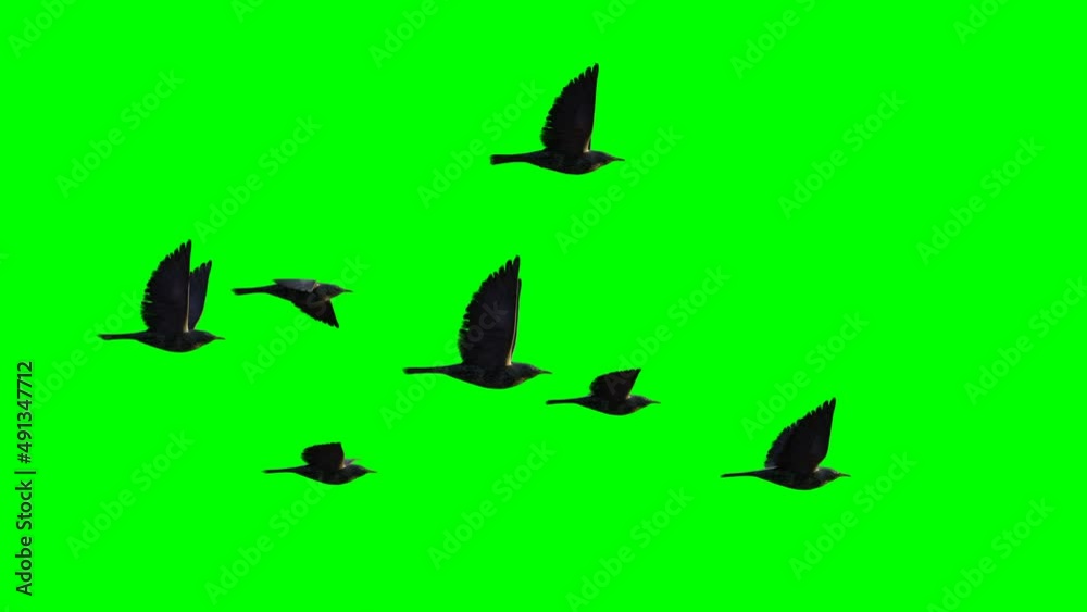 flock of bird, group of flying starlings isolated on green screen background flock of bird, group of flying starlings isolated on green screen background