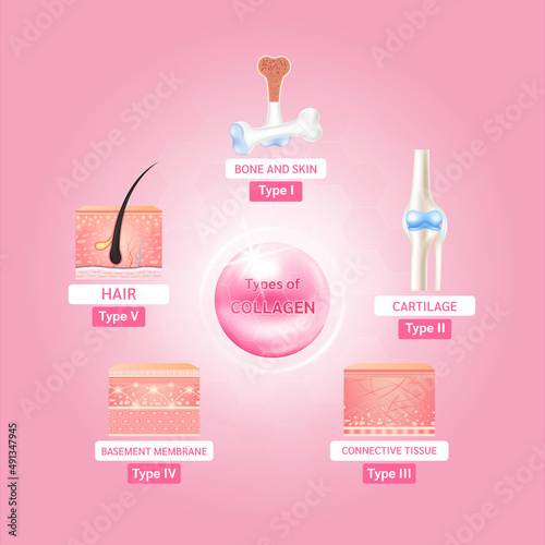 Collagen five most common types of protein. Main protein created connective tissues, cartilages, bones, nails, skin and hair. Medical and science concept. On a pink background vector EPS10.