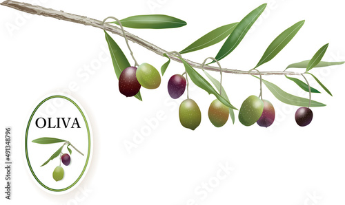 Coloured olives on branch