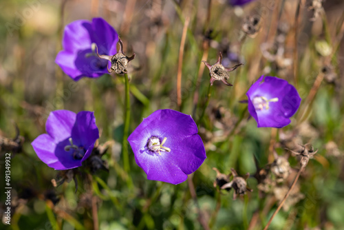 Lilac-blue flowers of the Carpathian bell (lat. Campanula carpatica) close-up