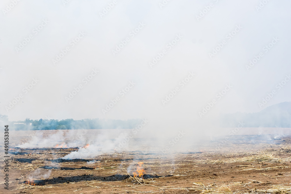 Fototapeta premium Burning straw in rice plantation in thailand.