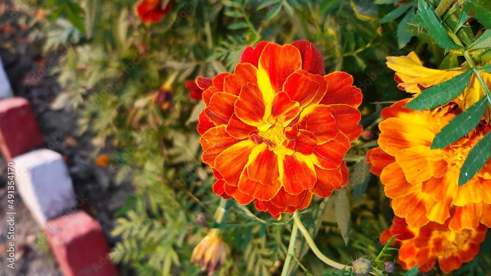 Spring blooming marigold flower