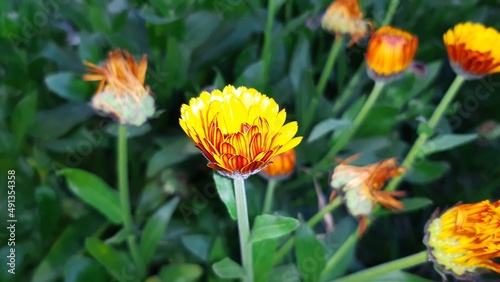 Spring blooming marigold flower