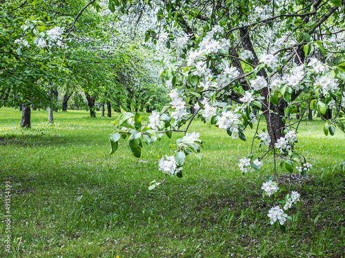 branch of apple tree with blossoming white flowers. apple orchard in spring season.