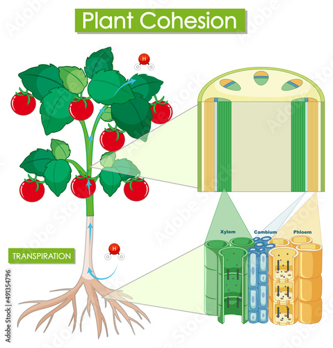Diagram showing plant cohesion
