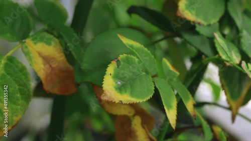 Folhas Verdes no verão