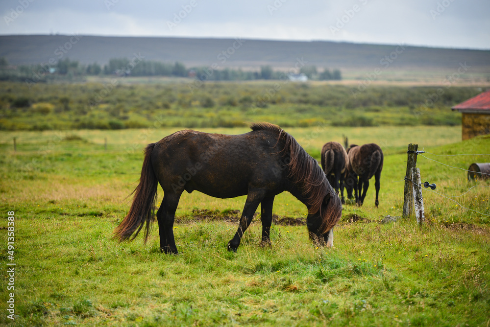 Icelandic horses grazing on a farm near Laugarvatn, Iceland