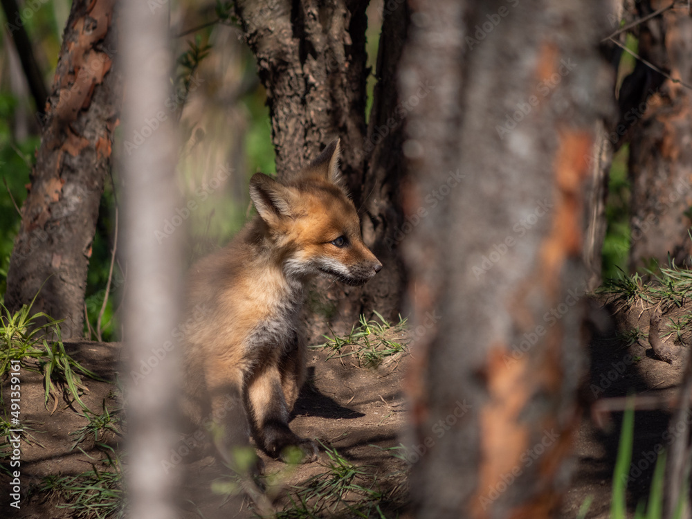 Wild and free fox cub playing around his den Wild and free fox cub playing around his den
