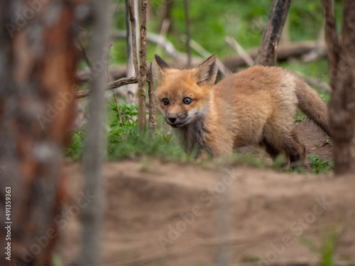 Wild and free fox cub playing around his den © Justin