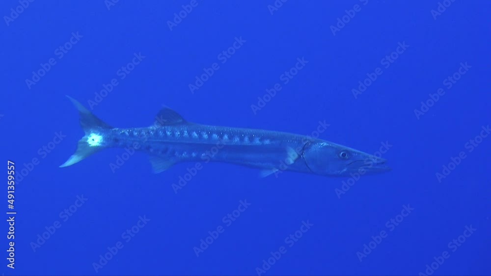 Great Barracuda passing close in front of camera in open ocean Great Barracuda passing close in front of camera in open ocean