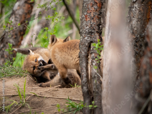 Wild and free fox cubs playing around their den