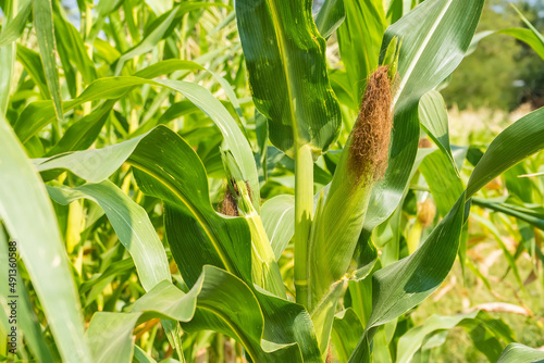 Obraz na plátně Closeup of cornfield with corn ear and silk growing on cornstalk