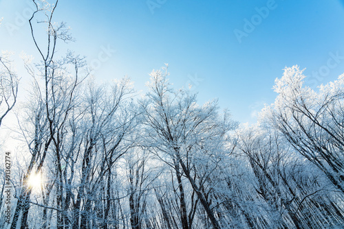 Frozen tree branches against the blue sky