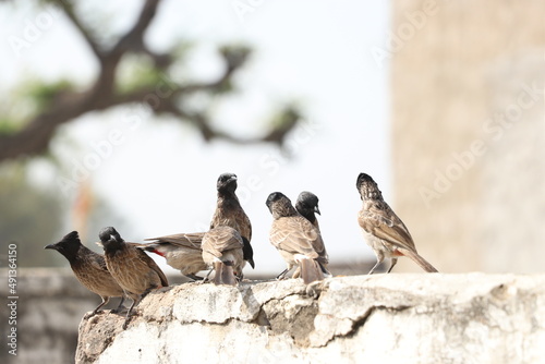 birds sitting on old wall at winter time.