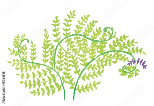bracken with leaves