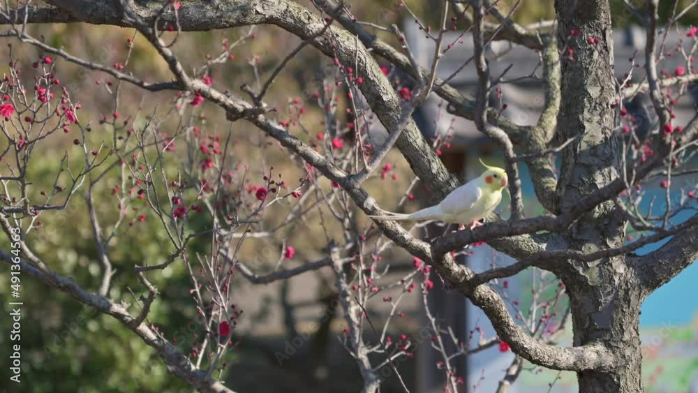 Yellow parakeet on a blooming plum tree with red flowers. Yellow parakeet on a blooming plum tree with red flowers.