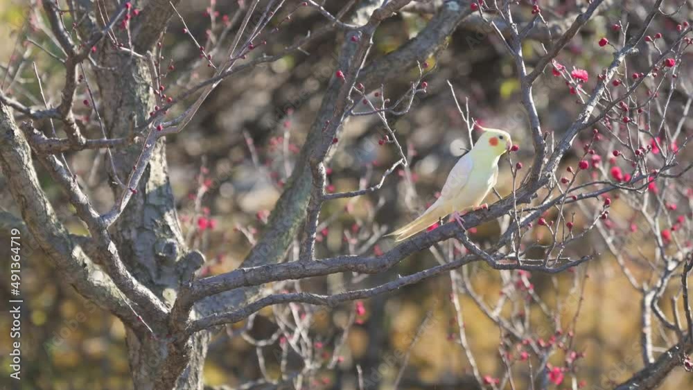 Yellow parakeet bird on a blooming plum tree with red flowers. Yellow parakeet bird on a blooming plum tree with red flowers.