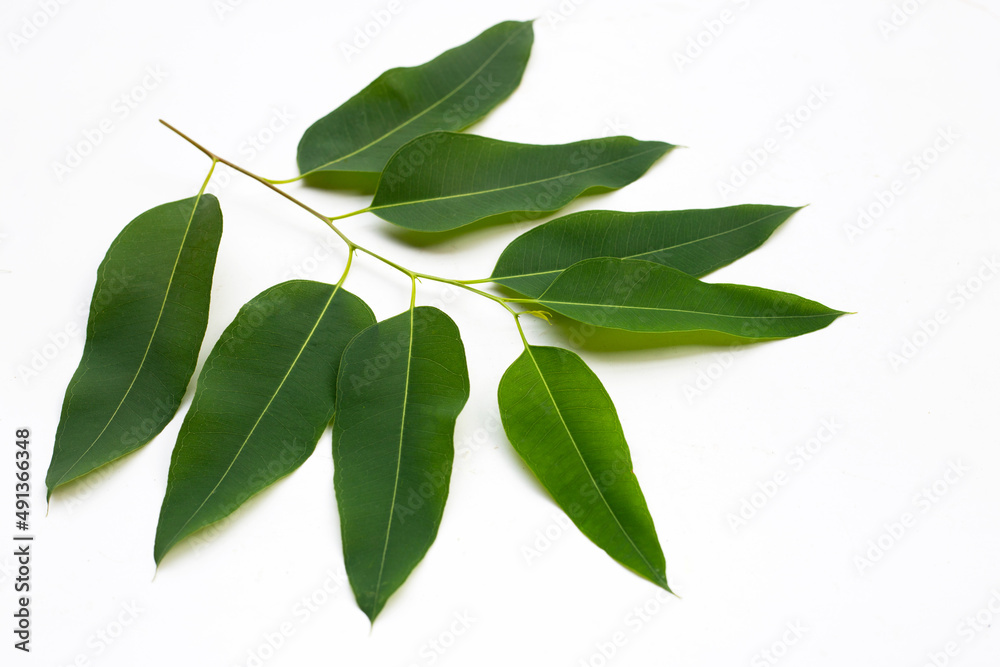 Eucalyptus leaves on white background. Eucalyptus leaves on white background.