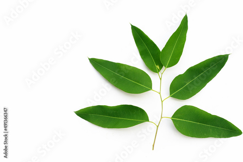 Eucalyptus leaves on white background.