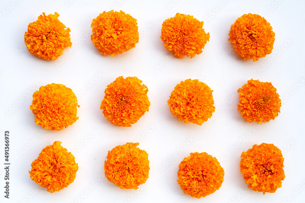 Marigold flowers on white background. Marigold flowers on white background.