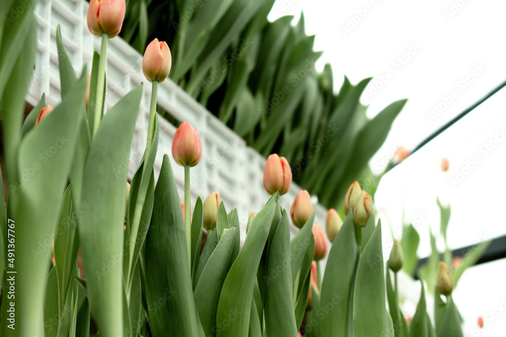 Obraz premium Blooming coral tulips in the greenhouse.Small business.Spring concept,gardening.Women's and Mother's Day.Selective focus.