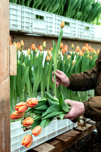 A greenhouse worker cuts coral tulips in the greenhouse for sale.Small business.Spring concept gardening.Women s and Mother s Day.Hands close up selective focus.