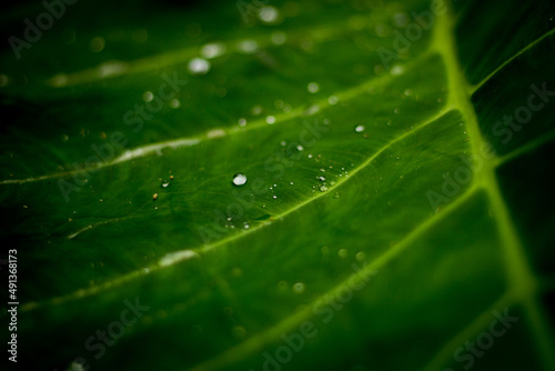 Droplet of water on the green leaf