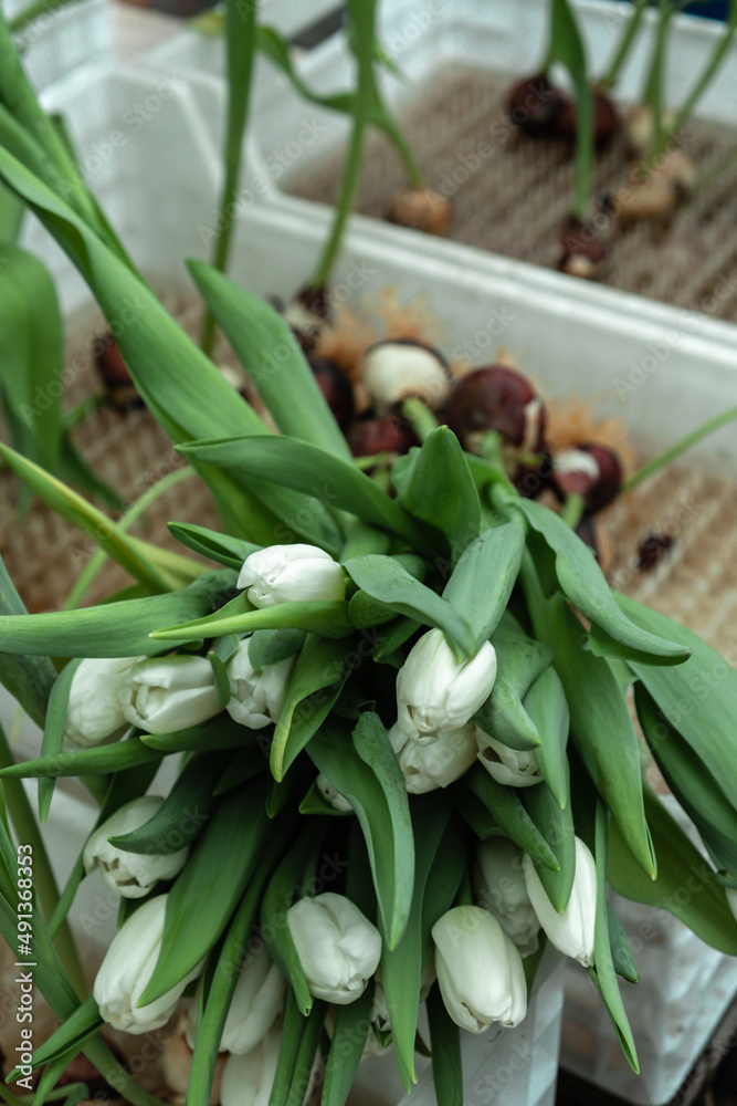 Obraz premium A bouquet of white tulips with bulbs is in a tray in the greenhouse.Small business.Spring concept,gardening.Women's and Mother's Day.Selective focus.