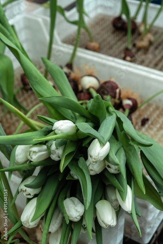 A bouquet of white tulips with bulbs is in a tray in the greenhouse.Small business.Spring concept,gardening.Women's and Mother's Day.Selective focus.